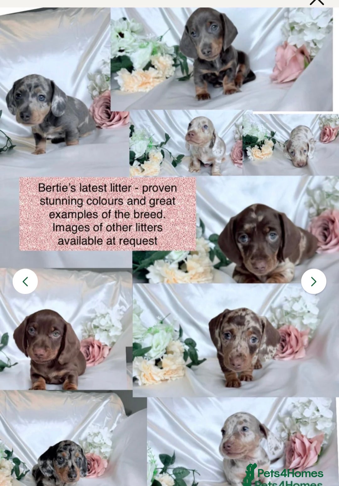 Miniature Dachshund dogs for stud: Squirty Bertie Stud Dog  - Advert 5