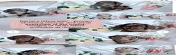 Miniature Dachshund dogs for stud: Squirty Bertie Stud Dog  - Advert 6