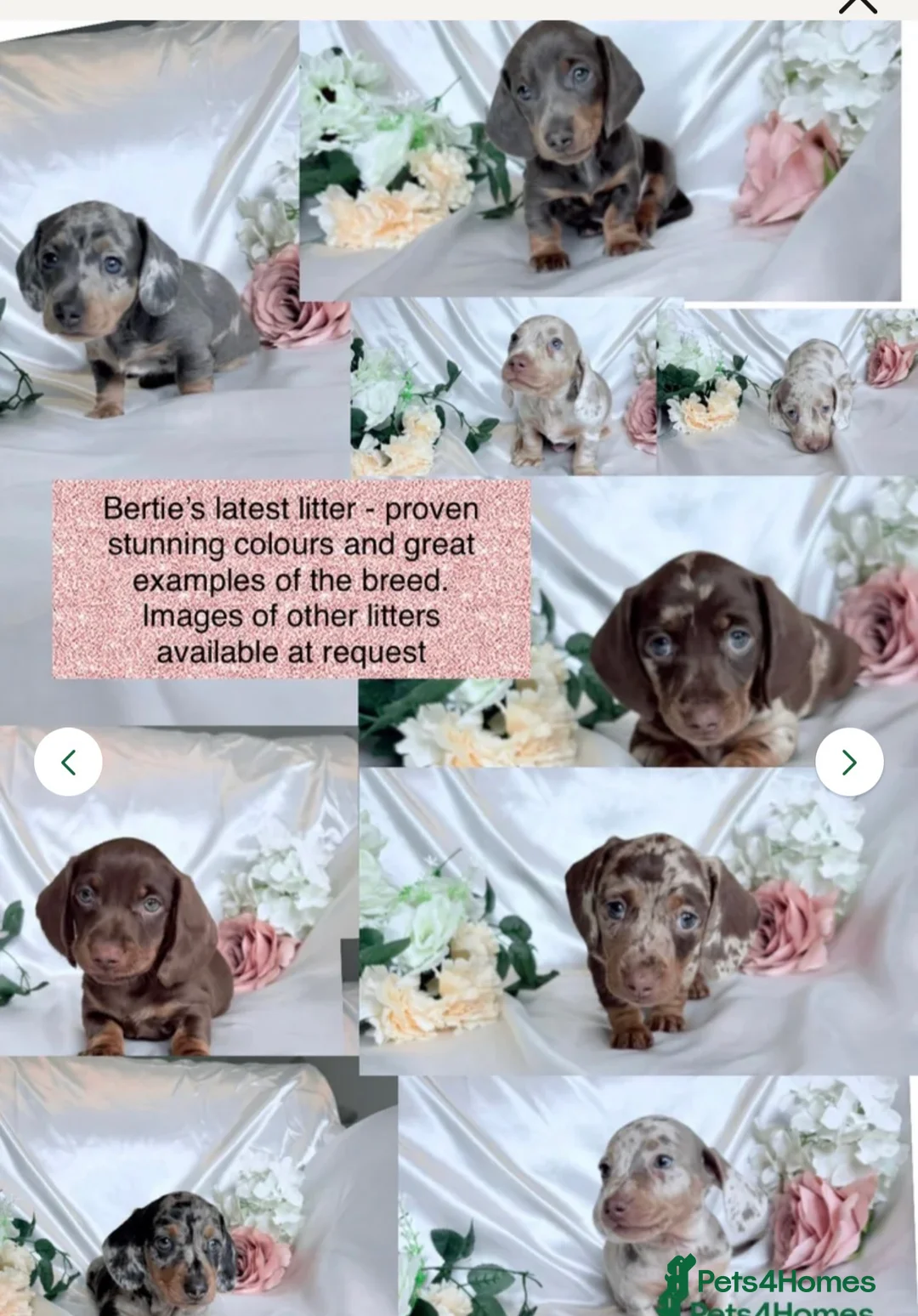 Miniature Dachshund dogs for stud: Squirty Bertie Stud Dog  - Advert 6