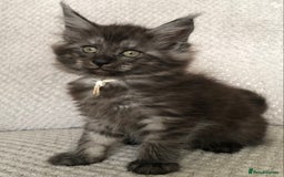 Maine Coon cats for sale: MaineCoon Kittens Black Smoke 1 Boy & 2 Girls - Image 25