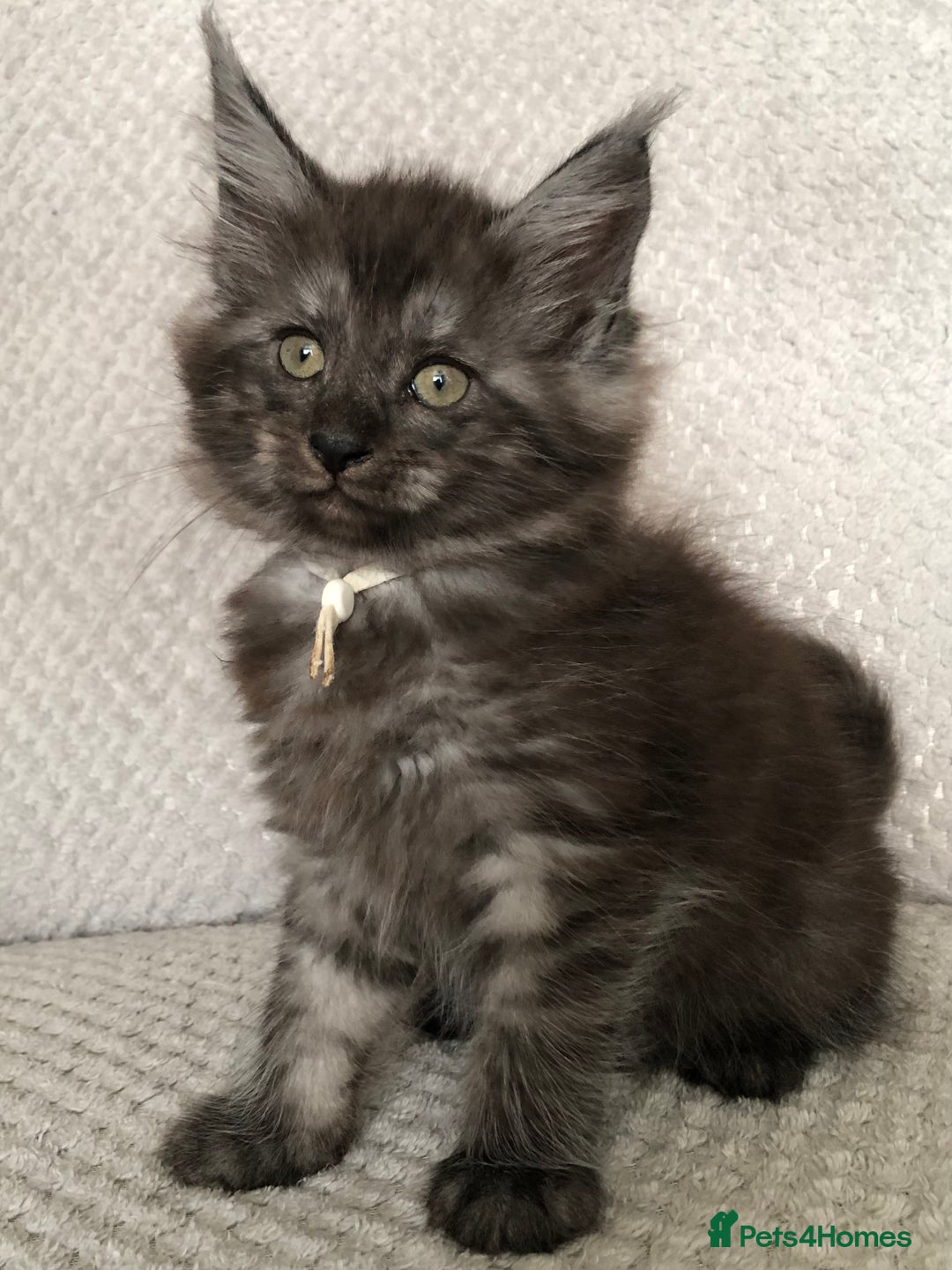 Maine Coon cats for sale: MaineCoon Kittens Black Smoke 1 Boy & 2 Girls - Image 25