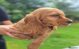 Cocker Spaniel dogs for sale: Health tested Cocker spaniel puppies - Image 6