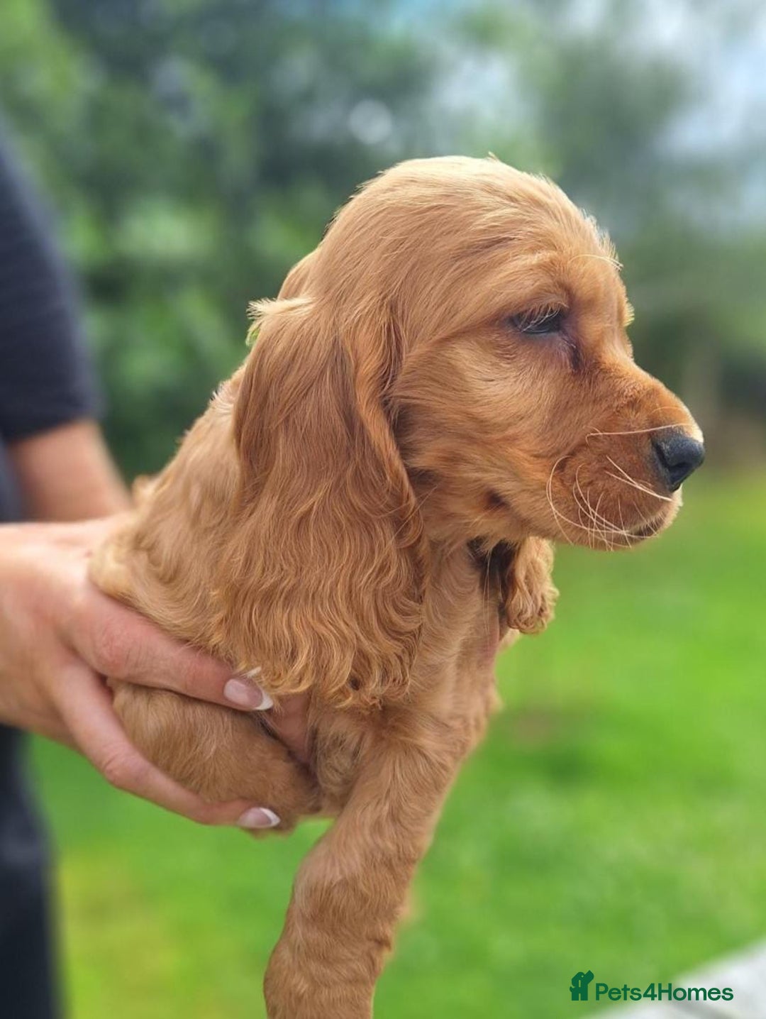 Cocker Spaniel dogs for sale: Health tested Cocker spaniel puppies - Image 6