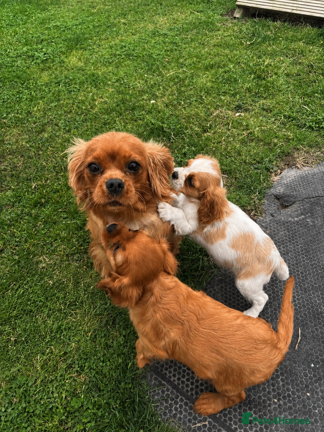 Cavalier King Charles Spaniel dogs Cavalier King Charles puppies - Advert 2