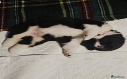 Akita dogs for sale: 🐾 American Akita Puppies for Forever Homes 🐾 - Image 27