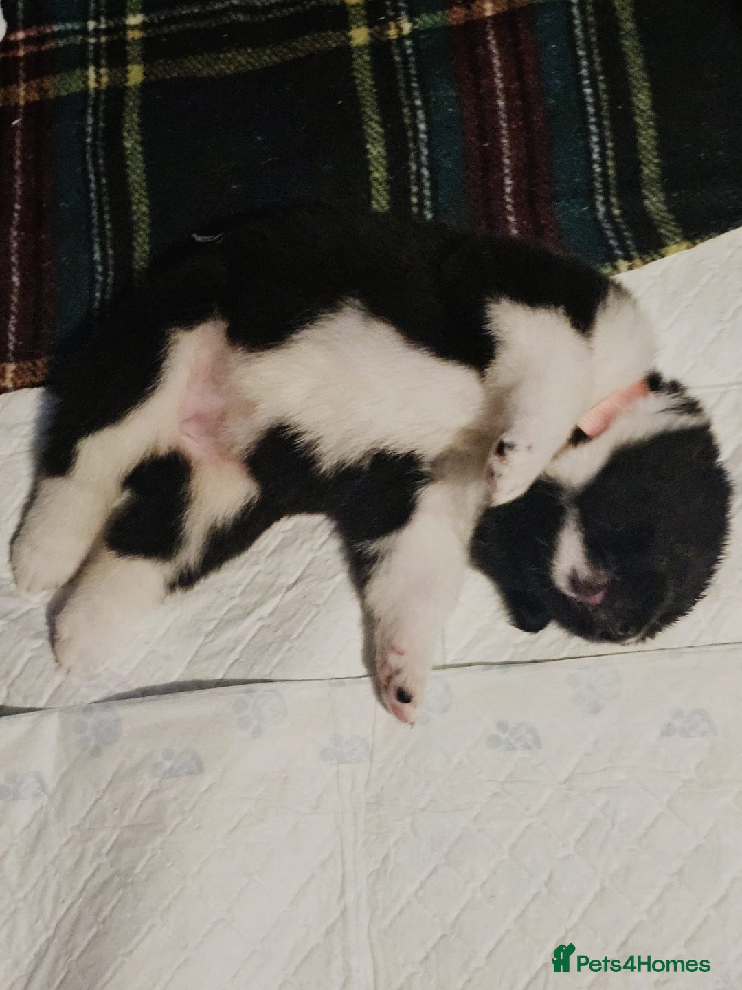 Akita dogs for sale: 🐾 American Akita Puppies for Forever Homes 🐾 - Image 27