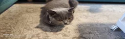 British Shorthair cats for sale: GCCF Registered British Shorthair Kittens Black  - Advert 11