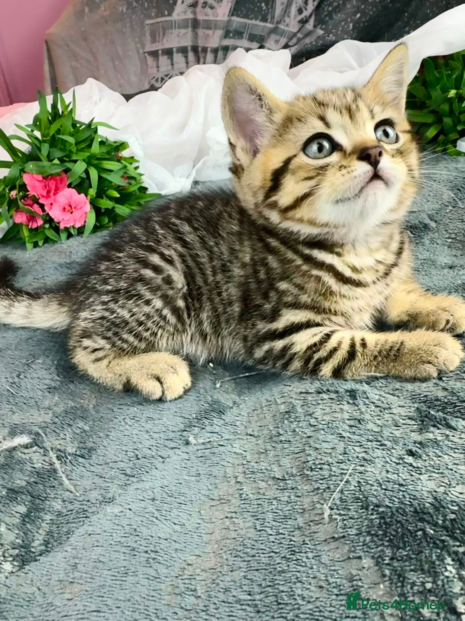 British Shorthair cats GCCF Registered British Shorthair Tabby Kittens - Advert 2