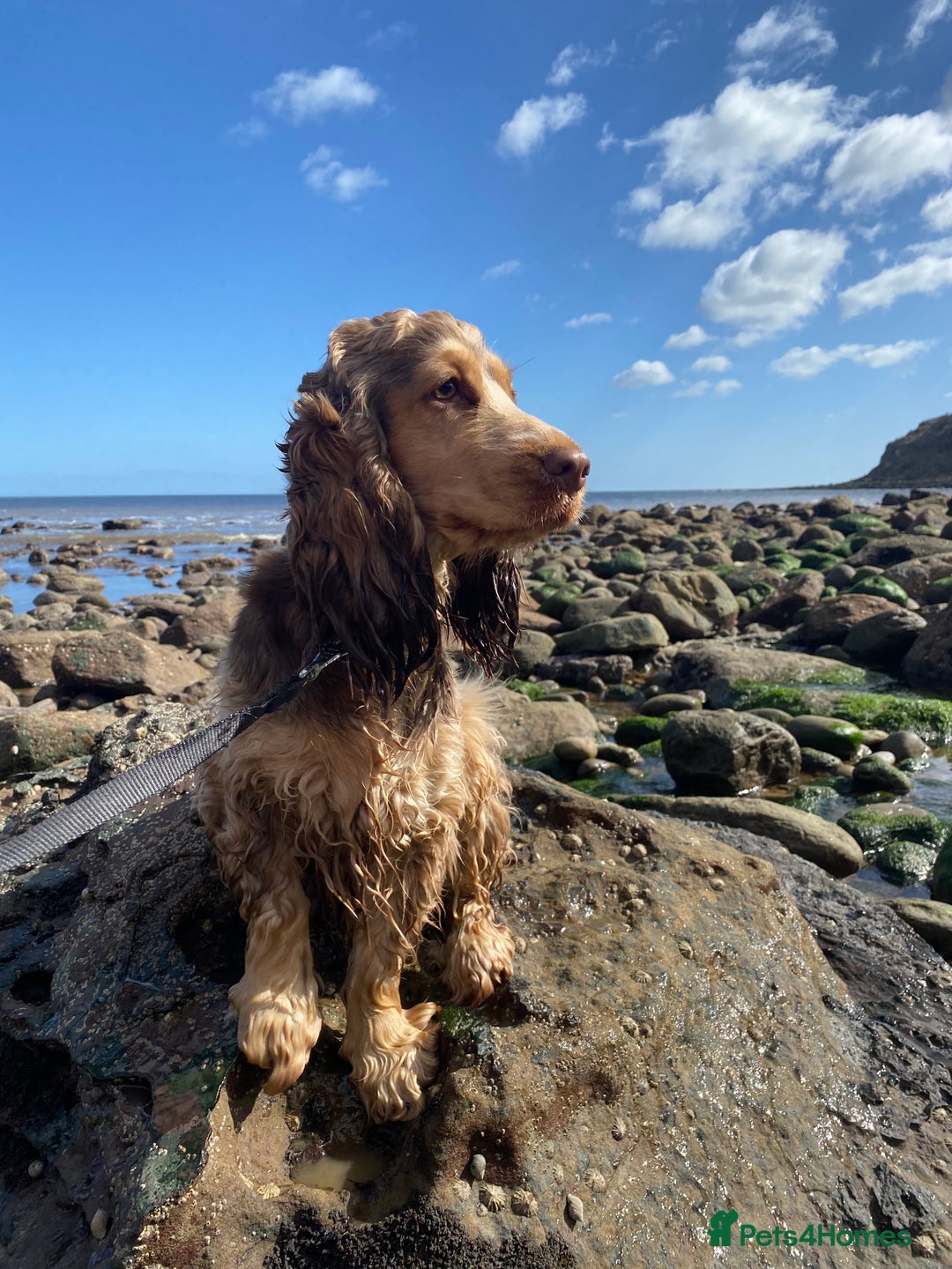 Cocker Spaniel dogs for sale: Show Cocker Spaniel Chocolate Sable  - Advert 3