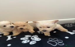 West Highland Terrier dogs for sale: DNA health tested Westie-poos  - Image 1