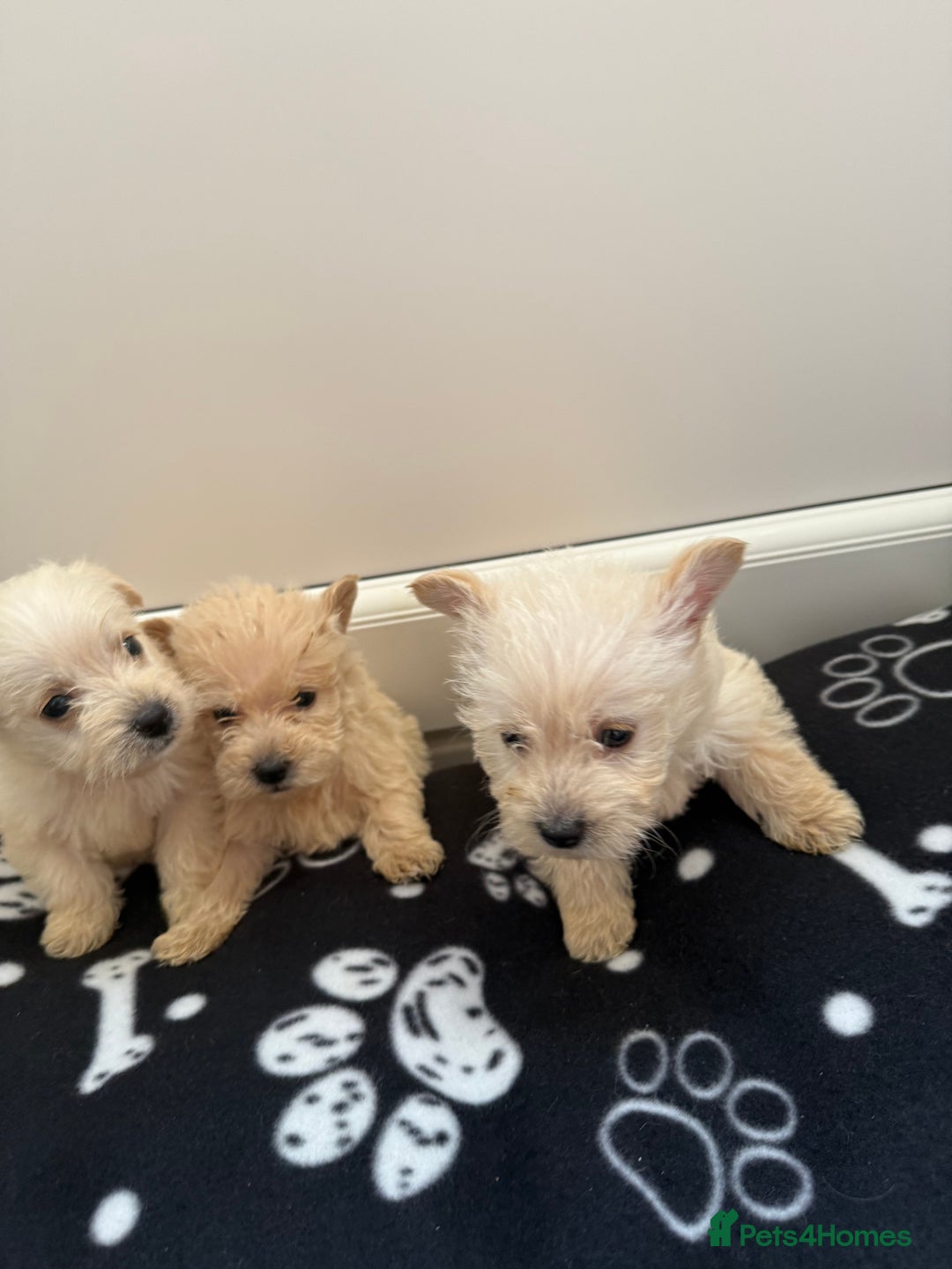 West Highland Terrier dogs for sale: DNA health tested Westie-poos  - Image 1