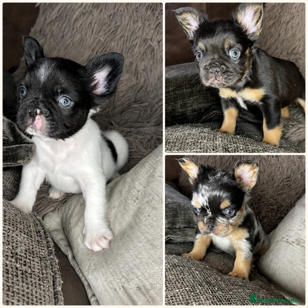 French Bulldog dogs for sale: Fluffy French Bulldog Puppies  - Advert 1