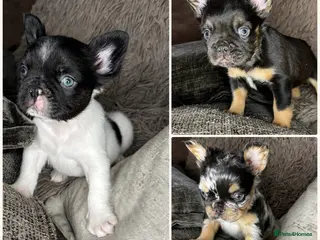 French Bulldog dogs Fluffy French Bulldog Puppies - Advert 3