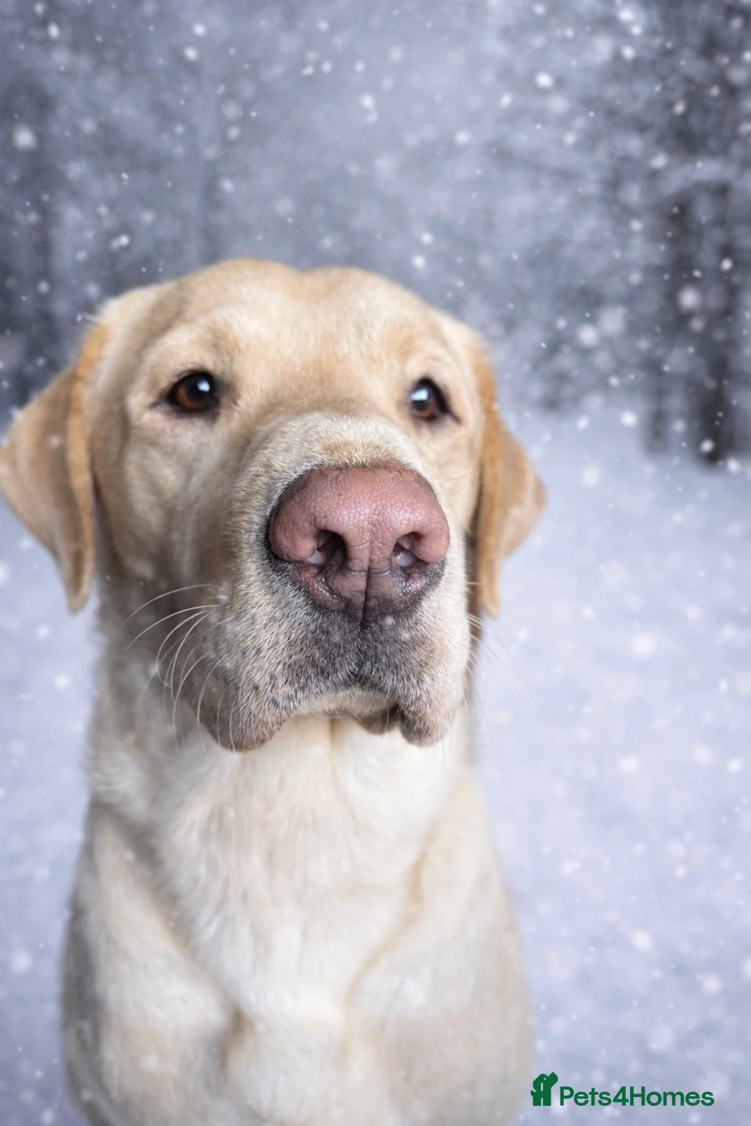 Labrador Retriever dogs for stud: FOR STUD ONLY in Deeside - Advert 2