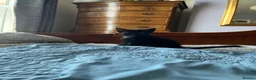 Mixed Breed cats for sale: Beautiful Kittens Seeking Loving Forever Homes  - Advert 33