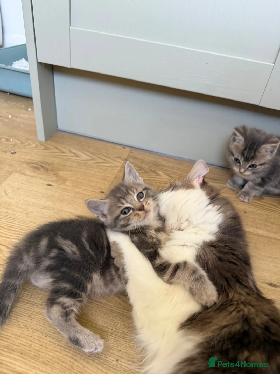 British Longhair cats for sale: Long haired kittens  - Advert 2