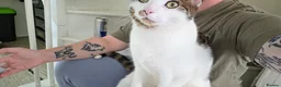 Domestic Shorthair cats for sale: Urgent-Romeo is looking for a forever home - Advert 10