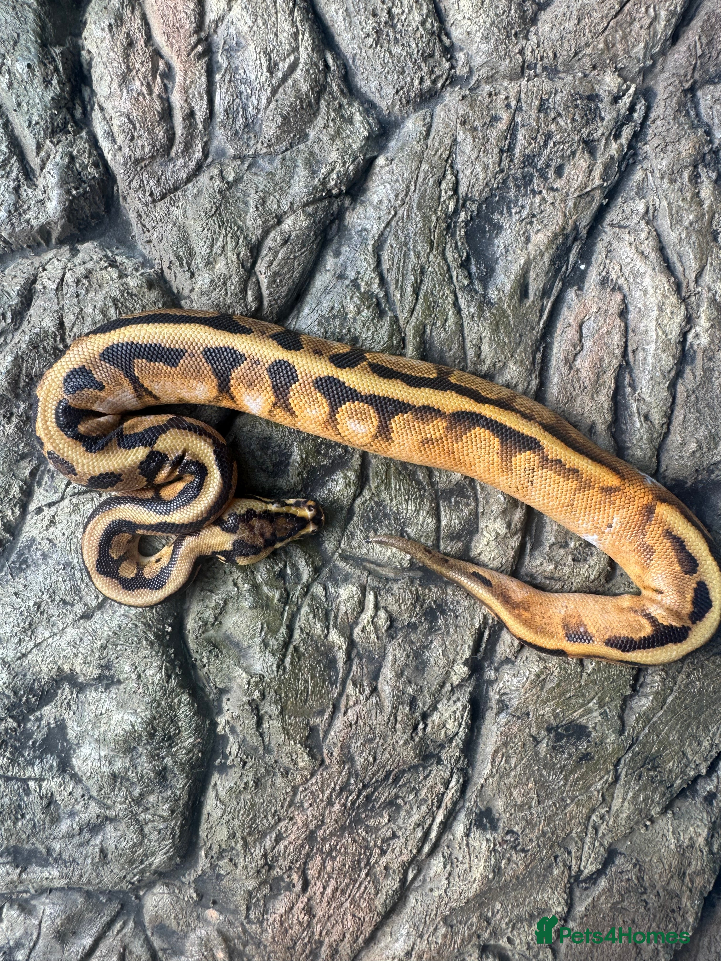 Python Snake reptiles Female sugar leopard Spotnose het clown - Advert 20