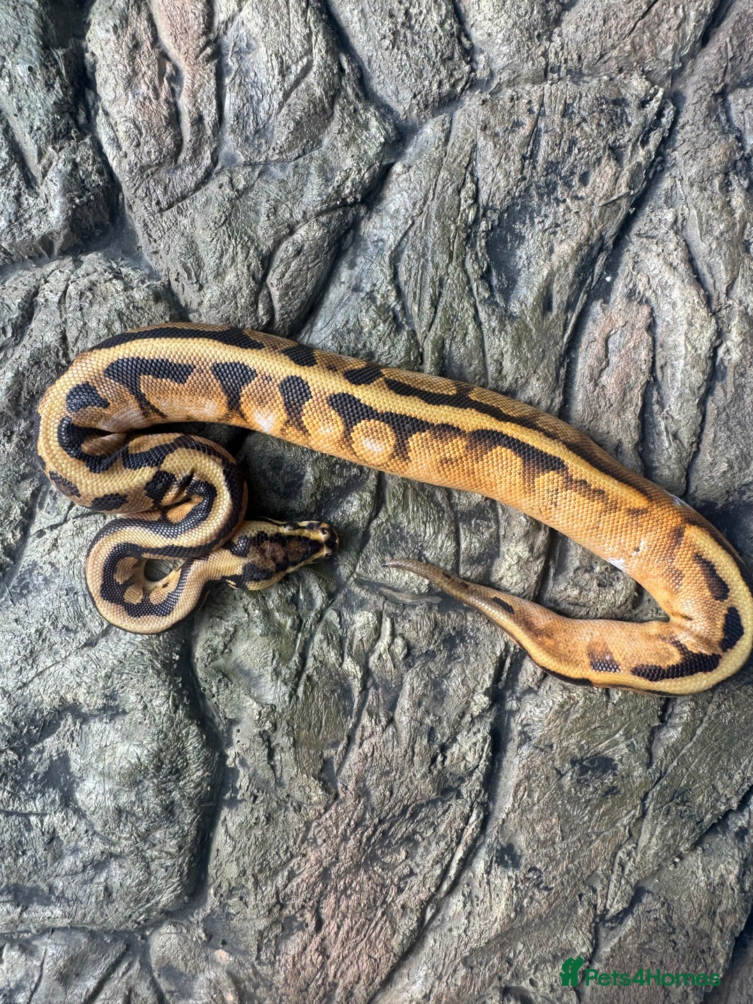 Python Snake reptiles for sale: Female sugar leopard Spotnose het clown - Advert 1