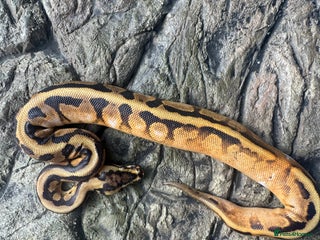 Python Snake reptiles Female sugar leopard Spotnose het clown - Advert 1