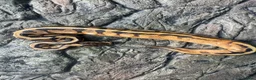 Python Snake reptiles for sale: Female sugar leopard Spotnose het clown - Advert 1