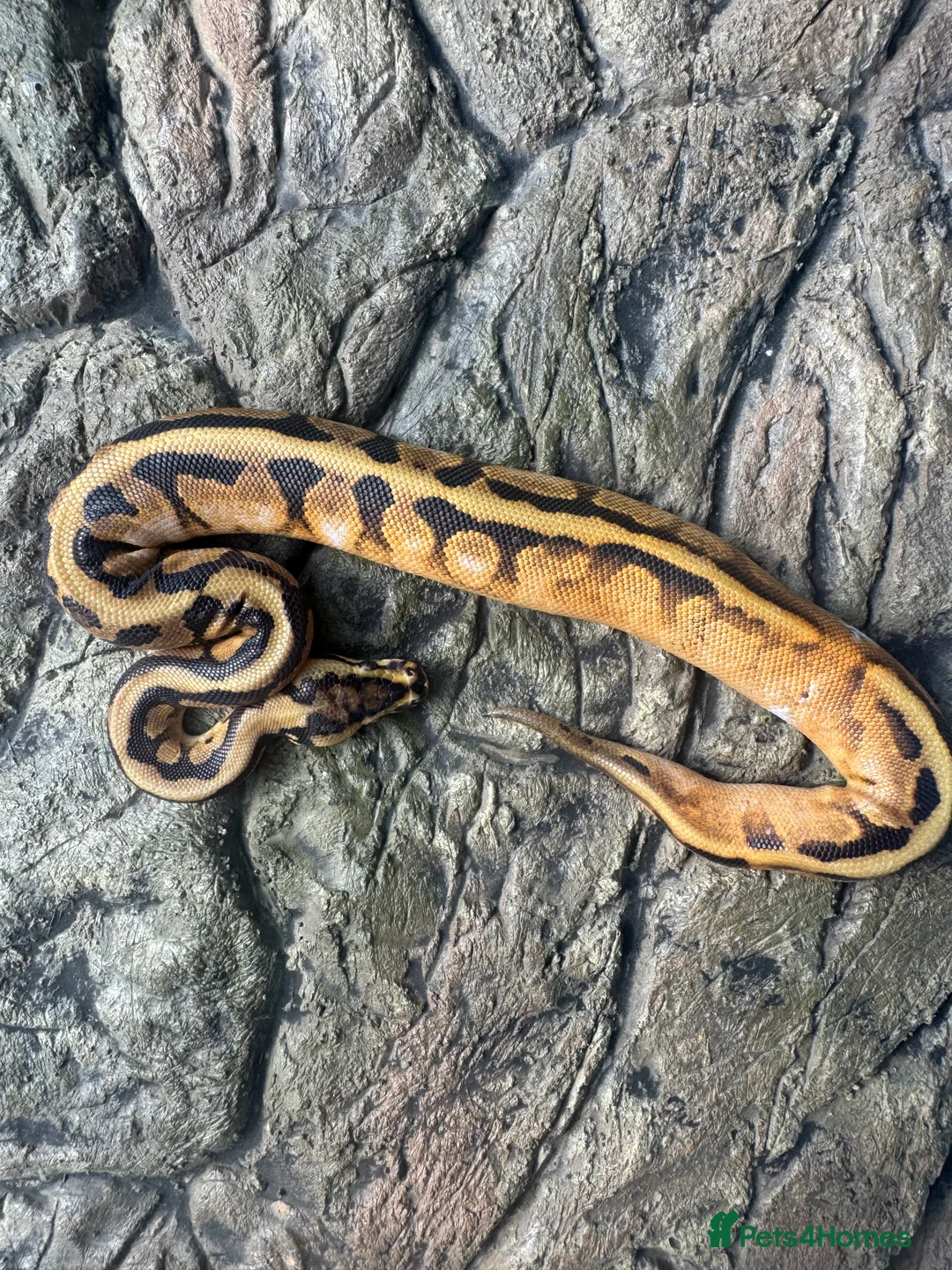 Python Snake reptiles for sale: Female sugar leopard Spotnose het clown - Advert 1