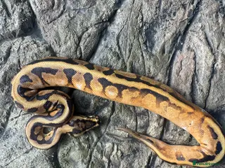 Python Snake reptiles Female sugar leopard Spotnose het clown - Advert 21