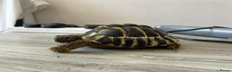 Tortoise reptiles for sale: Hermanns Tortoise with Vivarium - Advert 9