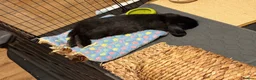 Mini Lop rabbits for sale: My baby needs new loving home - Advert 2