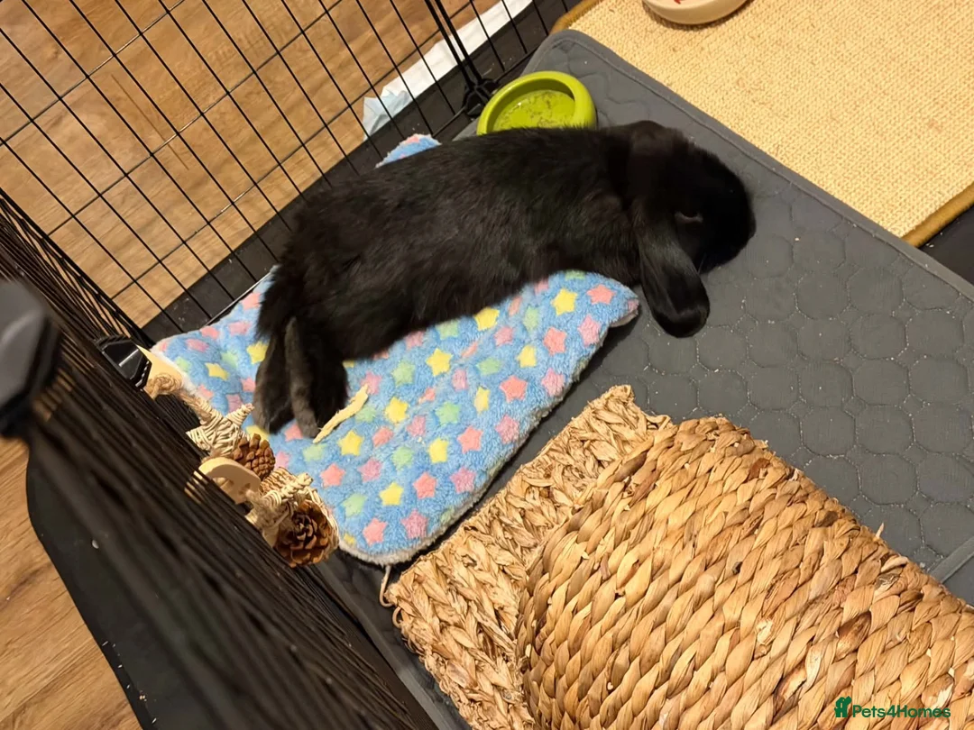 Mini Lop rabbits for sale: My baby needs new loving home - Advert 2