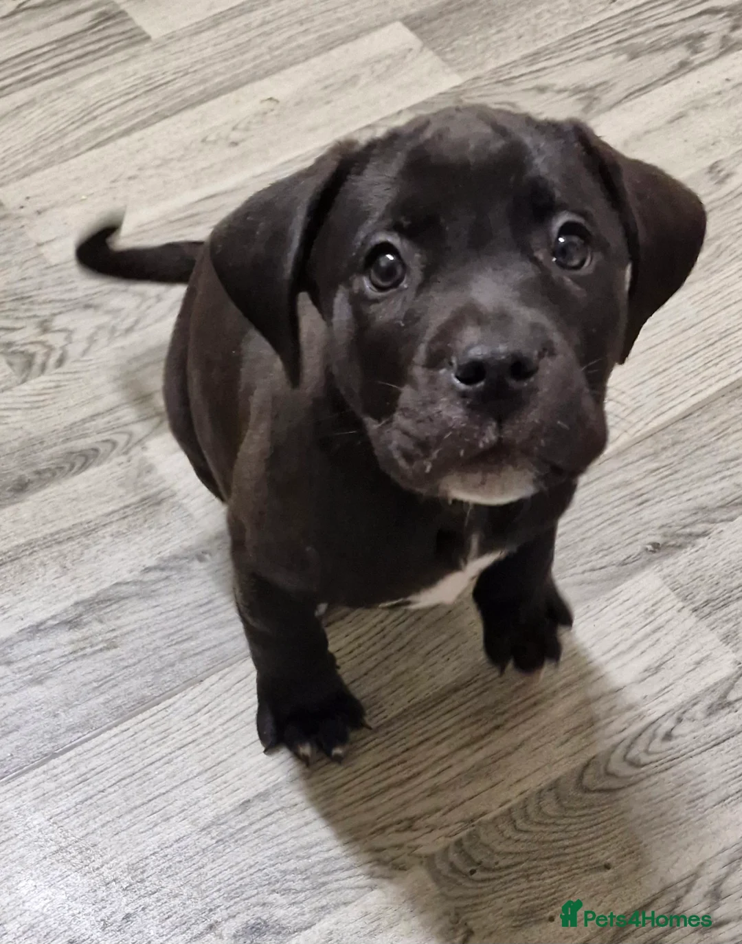 Cane Corso dogs for sale: 2 beautiful male cane corso pups  - Advert 2