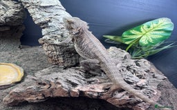 Bearded Dragon reptiles for sale: Bearded dragon with full set up  - Image 18