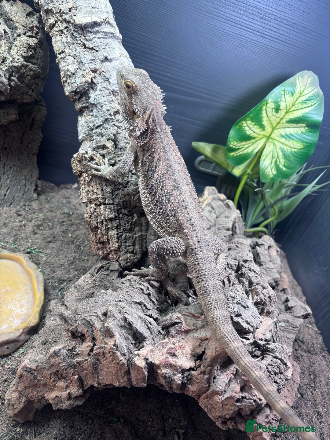 Bearded Dragon reptiles for sale: Bearded dragon with full set up  - Image 18