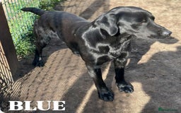 Labrador Retriever dogs for sale: Labrador puppies ready for last week December  - Image 4