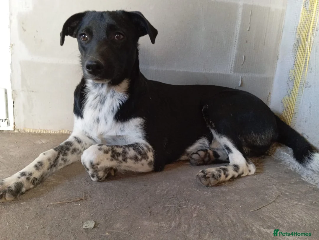 Mixed Breed dogs for adoption: ❤️GEMMIE❤️1yo girl, who chose life, people and fun - Advert 1