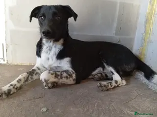 Mixed Breed dogs ❤️GEMMIE❤️1yo girl, who chose life, people and fun - Advert 1