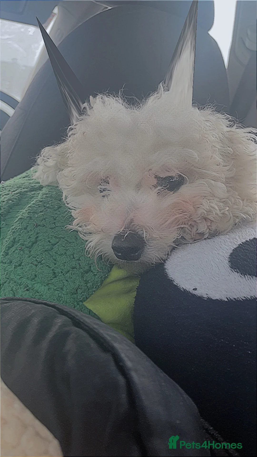 Bichon Frise dogs for sale: Snowy in Aylesbury - Advert 2