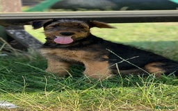 Airedale Terrier dogs for sale: Just 2 KC Registered Airedale Boys Available  in Kettering - Image 2