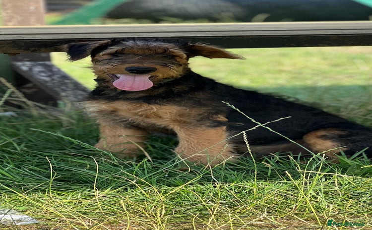 Airedale Terrier dogs in Kettering - Advert 1