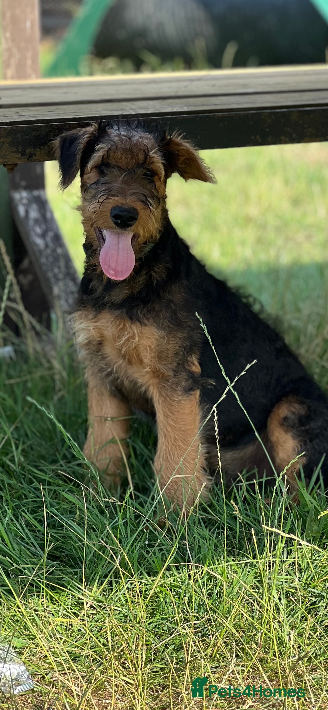 Airedale Terrier dogs for sale: Just 2 KC Registered Airedale Boys Available  in Kettering - Image 2