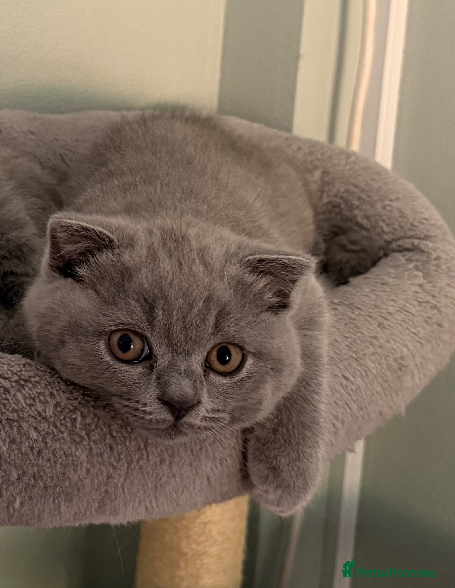 Scottish Fold cats Scottish Fold and Scottish straight kittens. - Advert 2