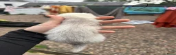 Ferret rodents for sale: Hobs  - Advert 5