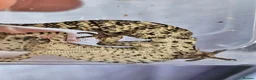 Gecko reptiles for sale: 2 female viper geckos + full setup in London - Advert 7