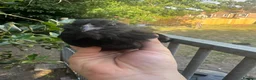 Mixed Breed poultry for sale: Mixed Flock of Birds - Advert 13