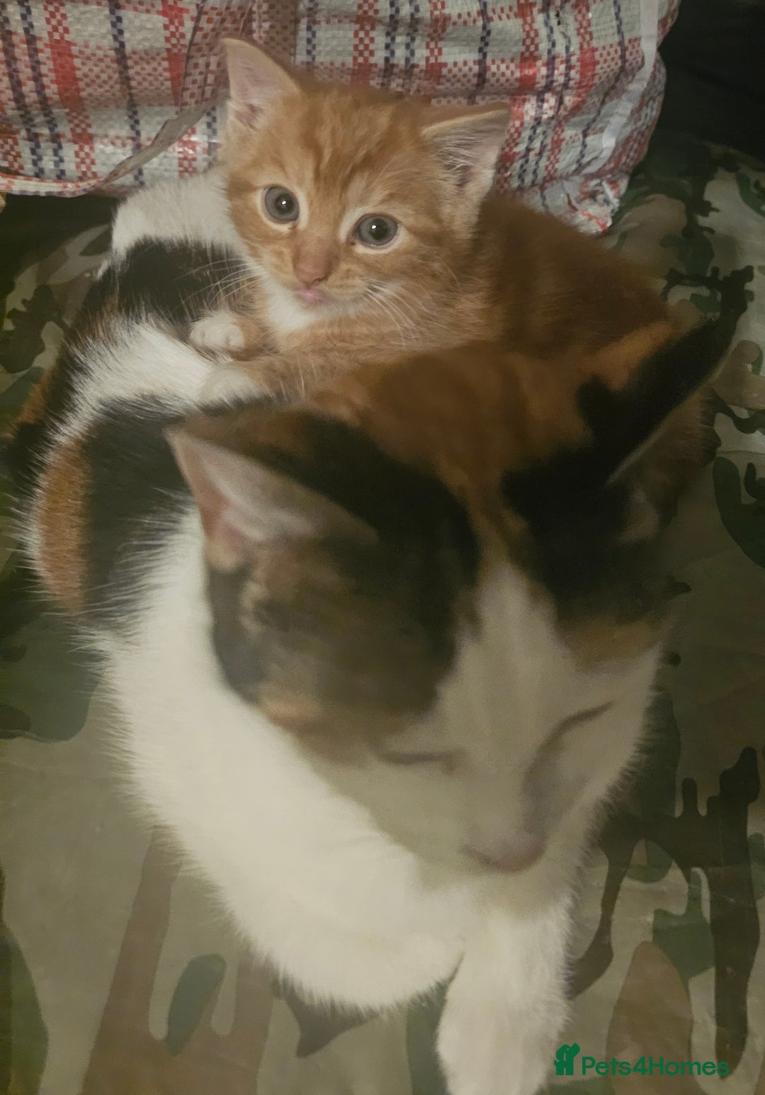 Munchkin cats for sale: Cute little munchin kitten rady to go - Advert 10