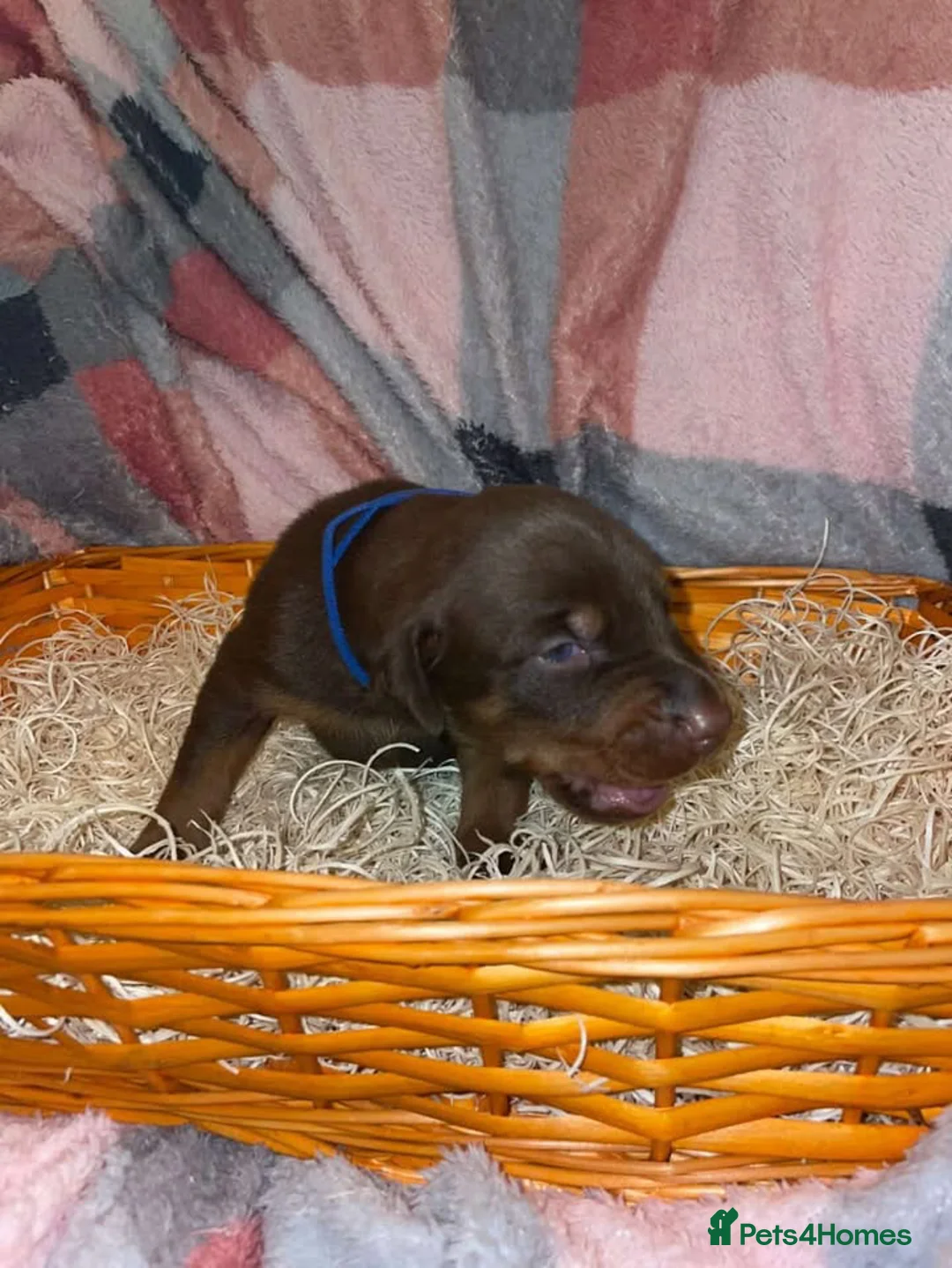 Dobermann dogs for sale: Gorgeous Doberman litter in Stoke-on-Trent - Advert 2