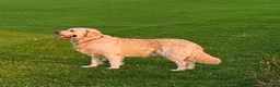 Golden Retriever dogs for sale: Gorgeous KC full pedigree golden retrievers  - Advert 13