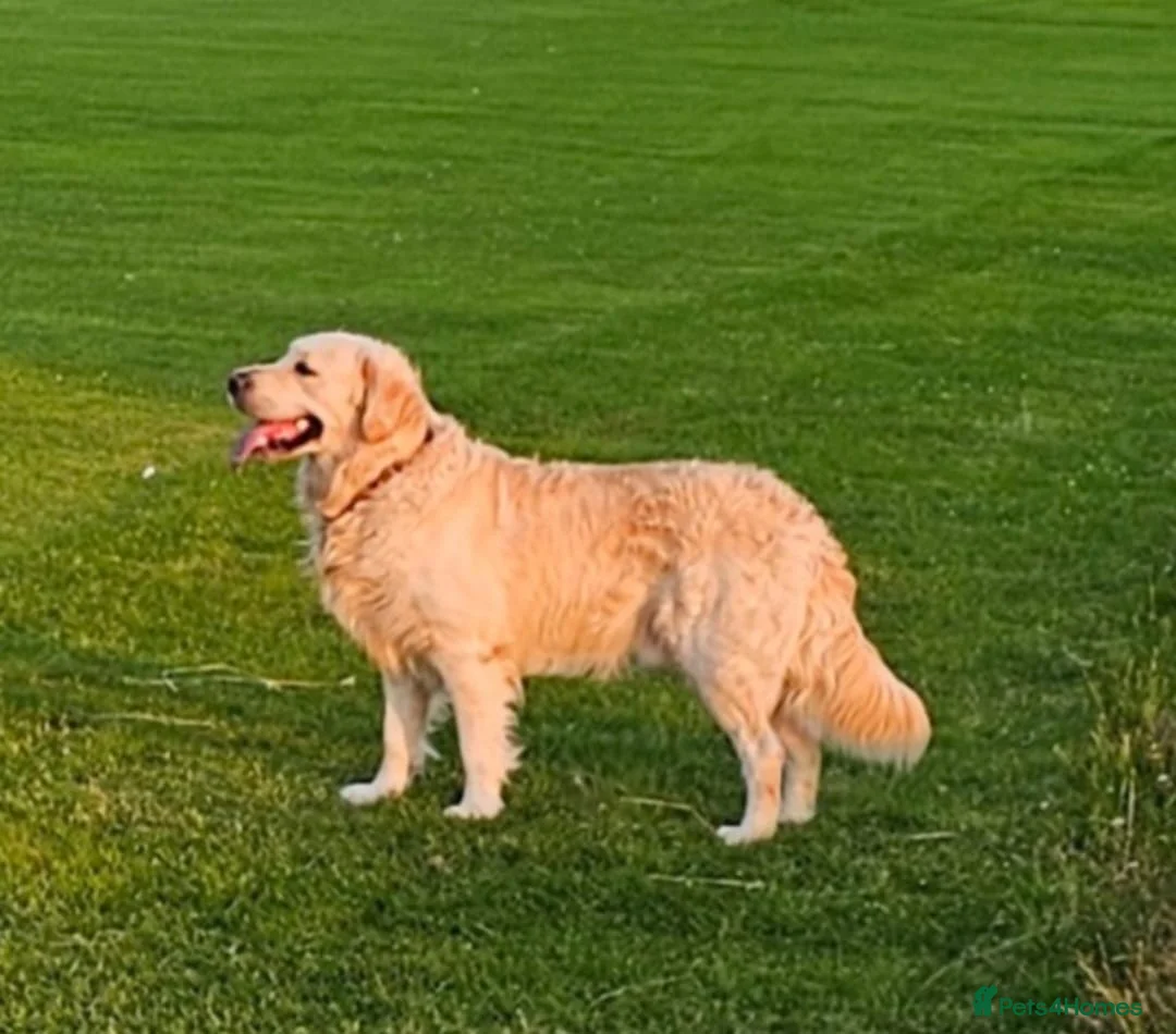 Golden Retriever dogs for sale: Gorgeous KC full pedigree golden retrievers  - Advert 13