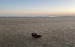 Miniature Dachshund dogs for sale: Dachshund  - Image 4