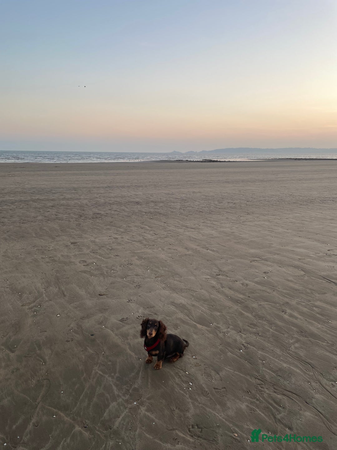 Miniature Dachshund dogs for sale: Dachshund  - Image 4